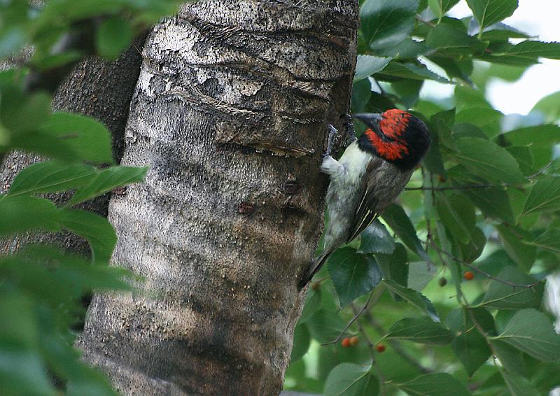 voels 007.jpg - Besig by sy nes.